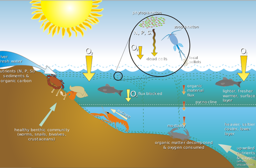 ग्राफिक्स eutrophication प्रक्रिया योजना के